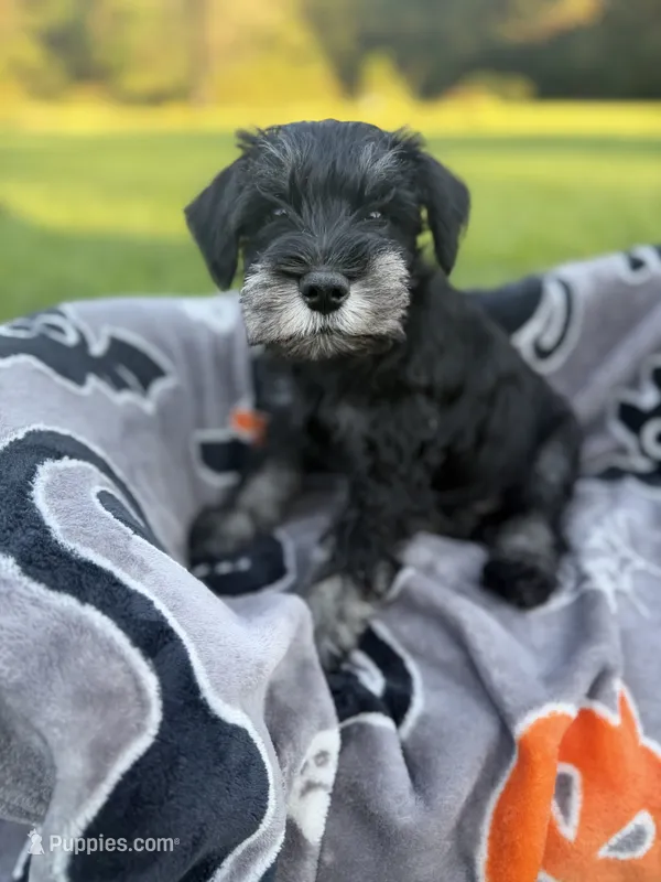 Tito – Miniature Schnauzer puppy for sale in Hammond, LA