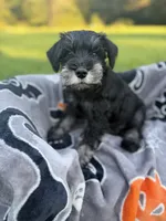 Tito, a male Miniature Schnauzer for sale in Hammond, LA – 1 of 4