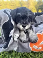 Tito, a male Miniature Schnauzer for sale in Hammond, LA – 3 of 4