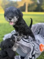 Tito, a male Miniature Schnauzer for sale in Hammond, LA – 2 of 4