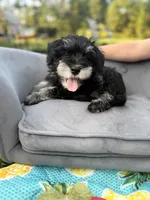 Macchiato (Mack), a male Miniature Schnauzer for sale in Hammond, LA – 2 of 3