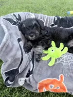 Truffle, a male Miniature Schnauzer for sale in Hammond, LA – 2 of 4