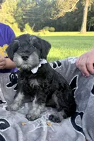 Biscotti (Scotti) , a male Miniature Schnauzer for sale in Hammond, LA – 4 of 4
