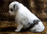 Charlie X Cody, a male Miniature Australian Shepherd for sale in Kearny, AZ – 5 of 7