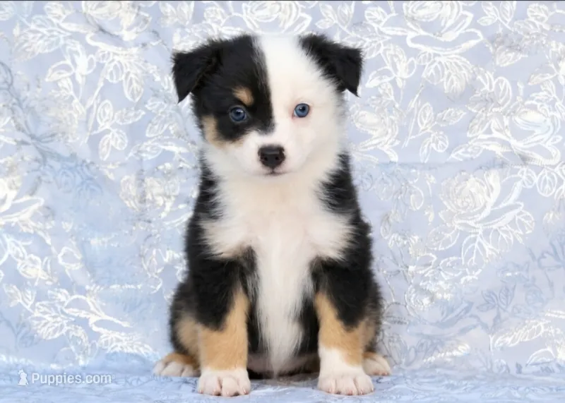 Cathie's Clown – Miniature Australian Shepherd puppy for sale in Kearny, AZ