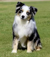 Charlie X Cody, a  Miniature Australian Shepherd for sale in Kearny, AZ – 4 of 5