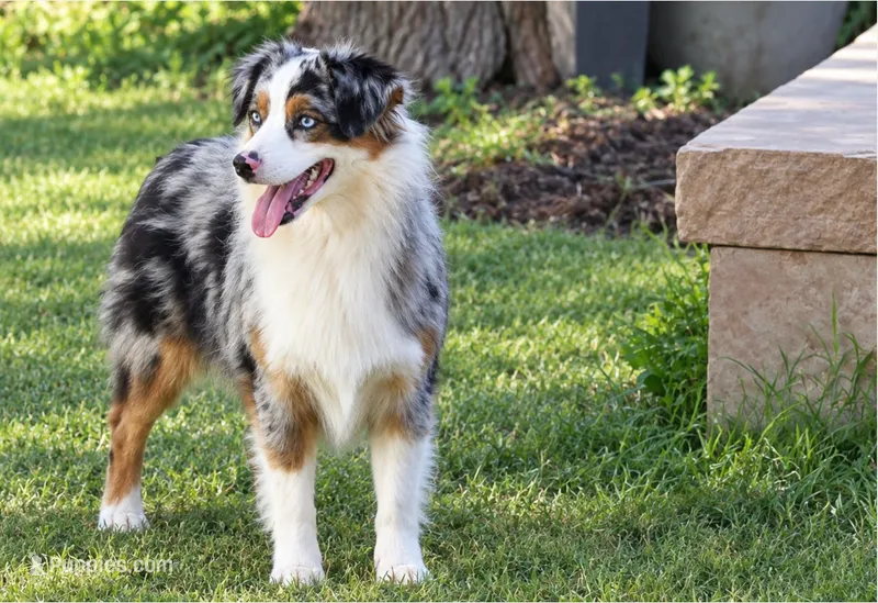 Misty Gus – Miniature Australian Shepherd puppy for sale in Kearny, AZ