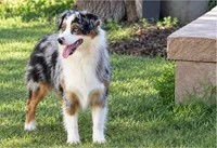 Misty Gus, a  Miniature Australian Shepherd for sale in Kearny, AZ – 1 of 3