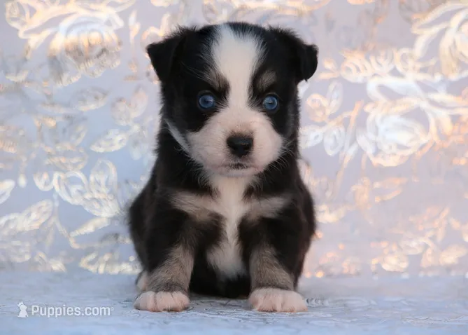 Cleo – Miniature Australian Shepherd puppy for sale in Kearny, AZ