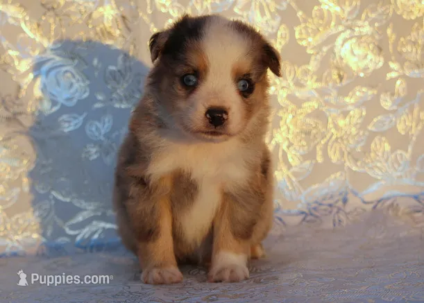 Cody – Toy Australian Shepherd puppy for sale in Kearny, AZ