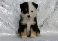Cathie's Clown, a female Miniature Australian Shepherd for sale in Kearny, AZ – 4 of 4
