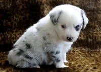 Charlie X Cody, a male Miniature Australian Shepherd for sale in Kearny, AZ – 7 of 7