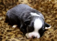 Onyx, a female Miniature Australian Shepherd for sale in Kearny, AZ – 1 of 3