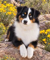 Onyx, a female Miniature Australian Shepherd for sale in Kearny, AZ – 2 of 3