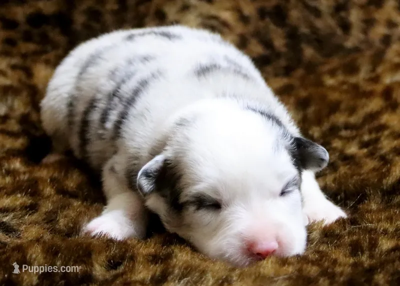 Charlie X Cody – Miniature Australian Shepherd puppy for sale in Kearny, AZ