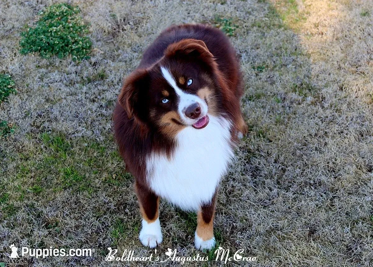 Misty Gus, a  Miniature Australian Shepherd for sale in Kearny, AZ – 3 of 3