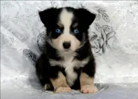 Cleo, a female Miniature Australian Shepherd for sale in Kearny, AZ – 4 of 4