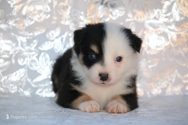 Cathie's Clown – Miniature Australian Shepherd puppy for sale in Kearny, AZ