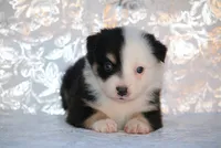 Cathie's Clown, a female Miniature Australian Shepherd for sale in Kearny, AZ – 1 of 4