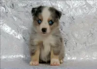 Cody, a male Miniature Australian Shepherd for sale in Kearny, AZ – 4 of 4