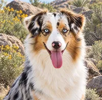 Sheba X Sniper, a  Miniature Australian Shepherd for sale in Kearny, AZ – 1 of 2