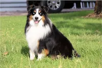 Rose X Sniper, a  Miniature Australian Shepherd for sale in Kearny, AZ – 2 of 2