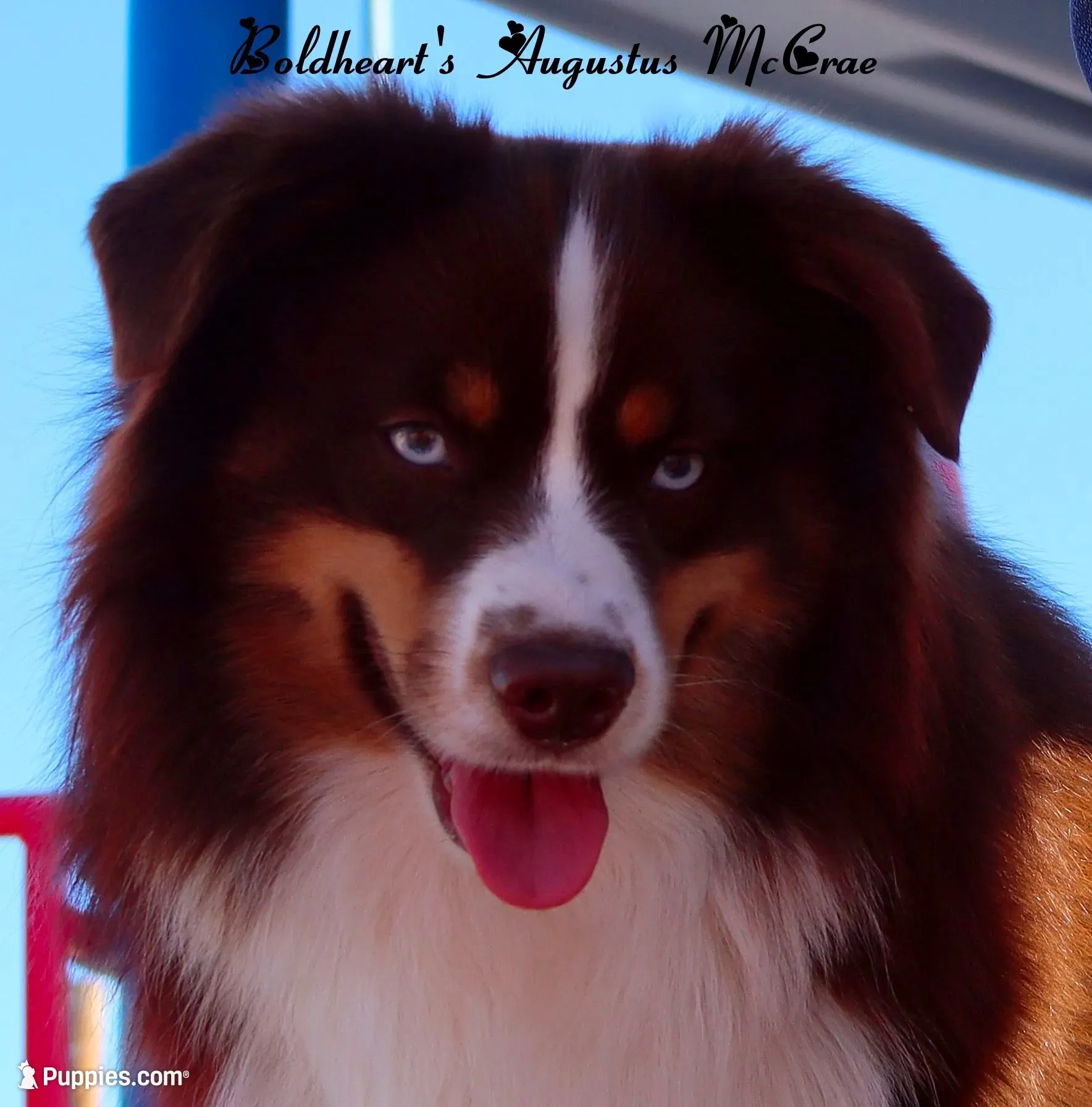 Misty Gus, a  Miniature Australian Shepherd for sale in Kearny, AZ – 2 of 3