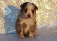 Cody, a male Miniature Australian Shepherd for sale in Kearny, AZ – 1 of 4