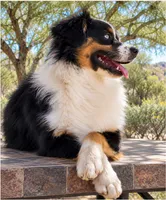Charlie X Cody, a  Miniature Australian Shepherd for sale in Kearny, AZ – 3 of 5