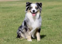 Cleo, a female Miniature Australian Shepherd for sale in Kearny, AZ – 3 of 4