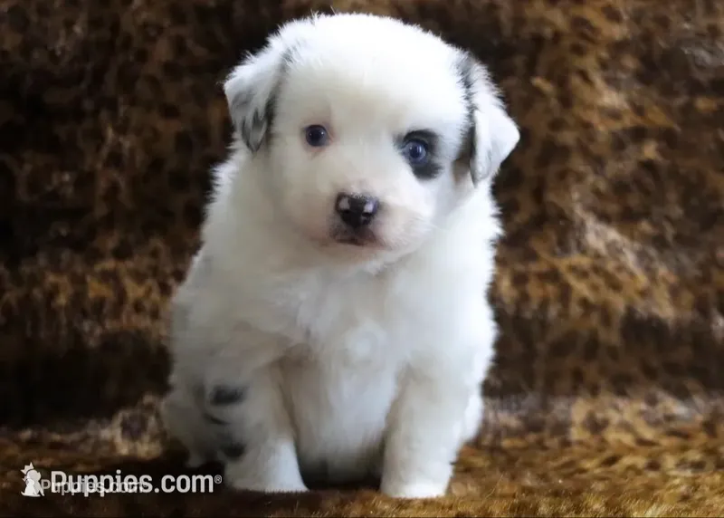 Charlie X Cody – Miniature Australian Shepherd puppy for sale in Kearny, AZ