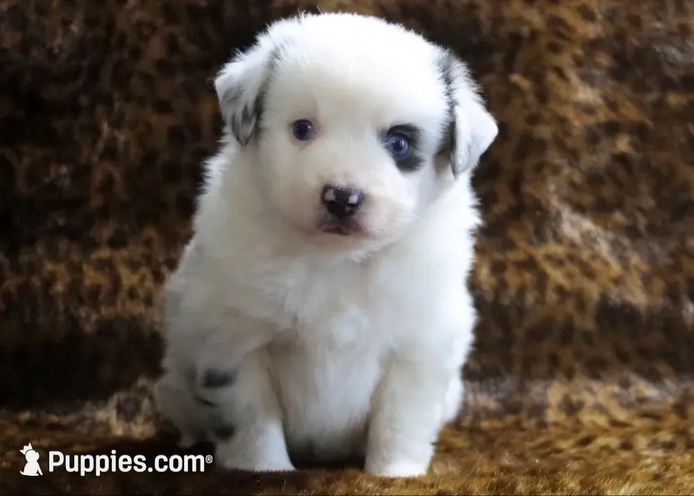 Charlie X Cody, a male Miniature Australian Shepherd for sale in Kearny, AZ – 1 of 7