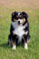 Cody, a male Miniature Australian Shepherd for sale in Kearny, AZ – 2 of 4