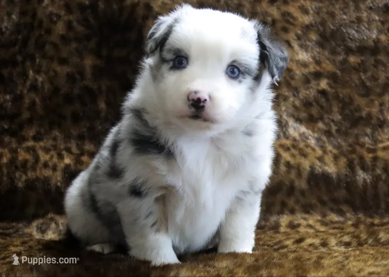 Charlie X Cody – Miniature Australian Shepherd puppy for sale in Kearny, AZ