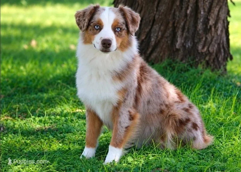 Rose X Sniper – Miniature Australian Shepherd puppy for sale in Kearny, AZ