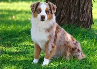 Rose X Sniper, a  Miniature Australian Shepherd for sale in Kearny, AZ – 1 of 2