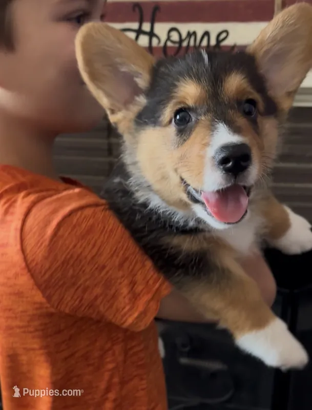 Timmy – Pembroke Welsh Corgi puppy for sale in Ceres, CA