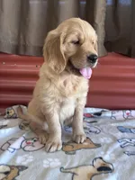 Sissy, a female Golden Retriever for sale in Ceres, CA – 2 of 4