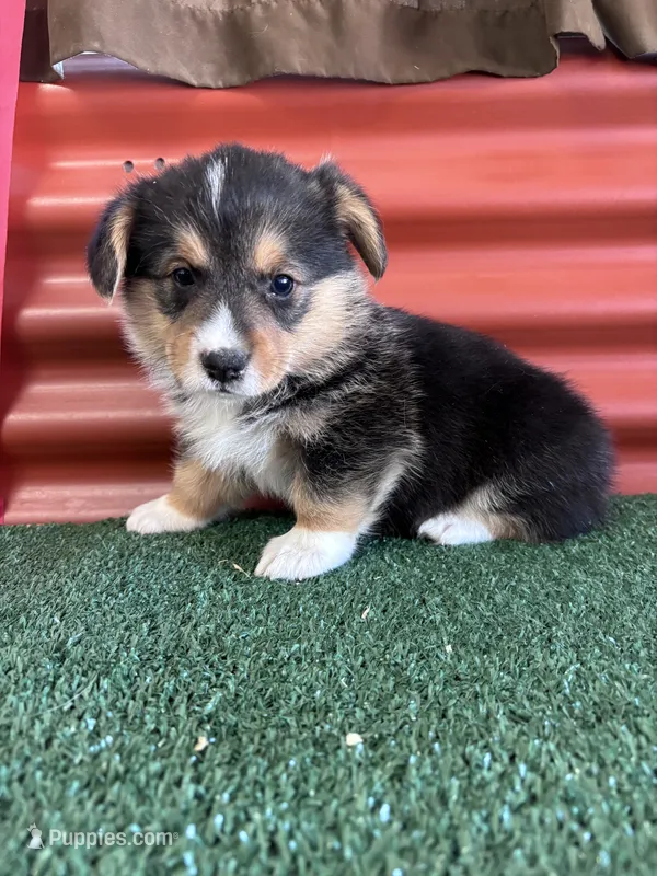 Timmy – Pembroke Welsh Corgi puppy for sale in Ceres, CA