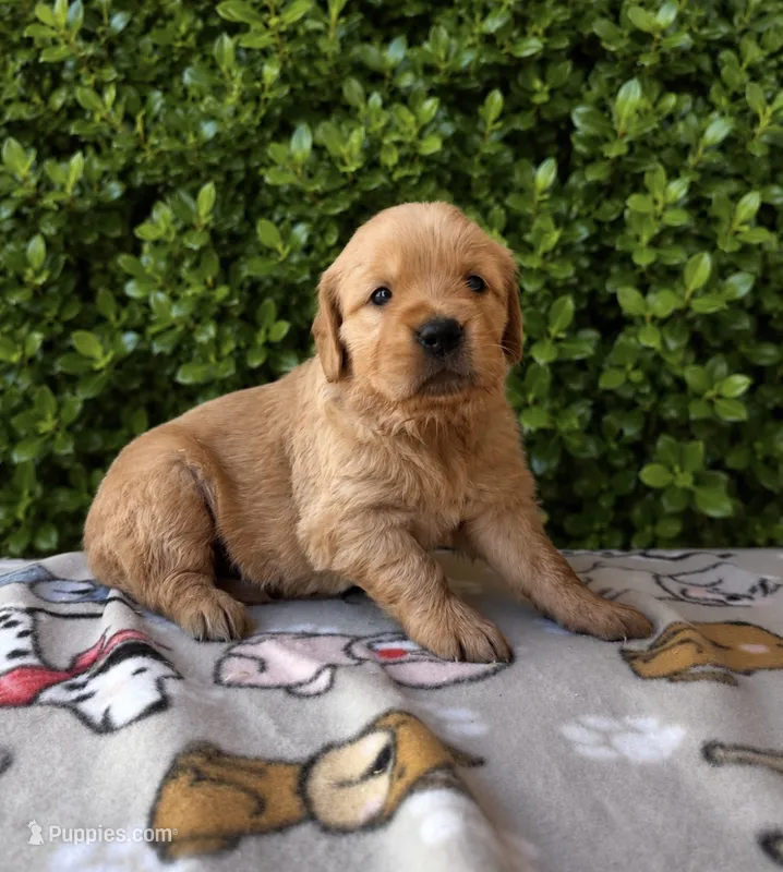 Sissy – Golden Retriever puppy for sale in Ceres, CA