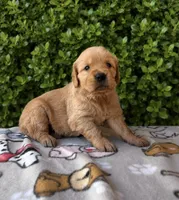 Sissy, a female Golden Retriever for sale in Ceres, CA – 1 of 1