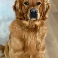 Sophie, a female Golden Retriever for sale in Ceres, CA – 8 of 8