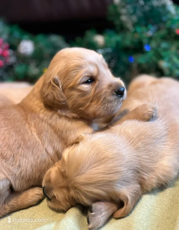 Sophie – Golden Retriever puppy for sale in Ceres, CA