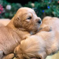 Sophie, a female Golden Retriever for sale in Ceres, CA – 1 of 8