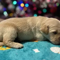 Sophie, a female Golden Retriever for sale in Ceres, CA – 2 of 8