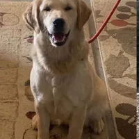Sophie, a female Golden Retriever for sale in Ceres, CA – 7 of 8