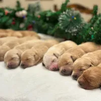 Sophie, a female Golden Retriever for sale in Ceres, CA – 6 of 8