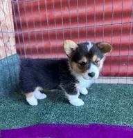 Alicia , a female Pembroke Welsh Corgi for sale in Ceres, CA – 1 of 2