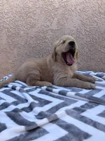 Joe, a male Golden Retriever for sale in Ceres, CA – 4 of 5