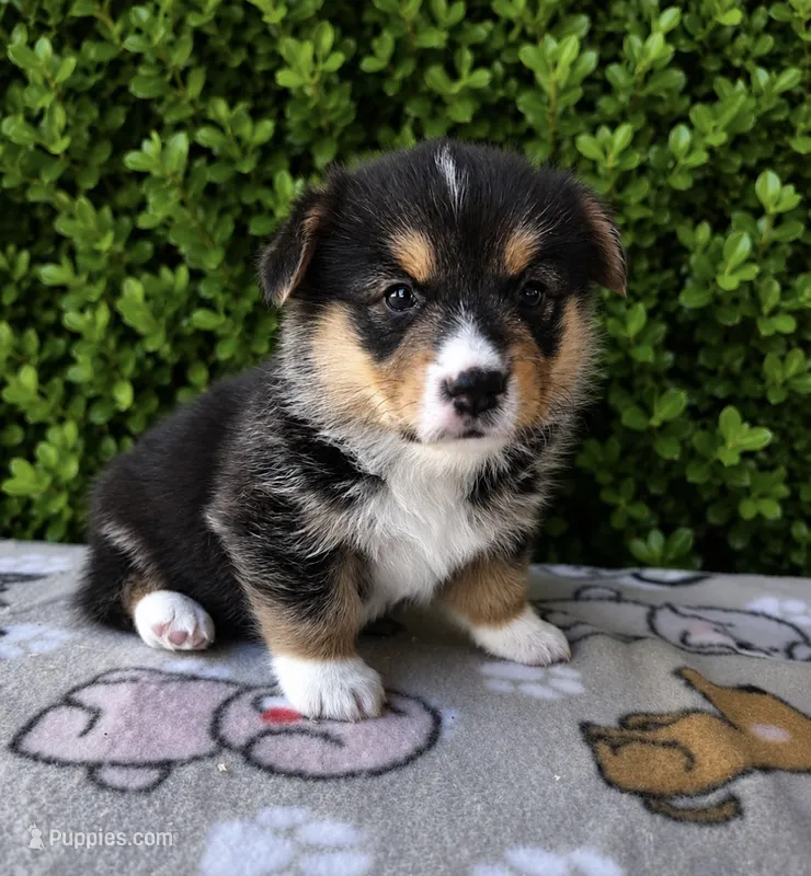 Timmy – Pembroke Welsh Corgi puppy for sale in Ceres, CA